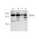 HOOK1 Antibody (E-6) - Western Blotting - Image 303403 