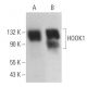HOOK1 Antibody (E-6) - Western Blotting - Image 367589