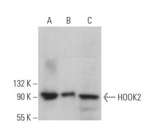 HOOK2 Antibody (A-8) - Western Blotting - Image 372116 