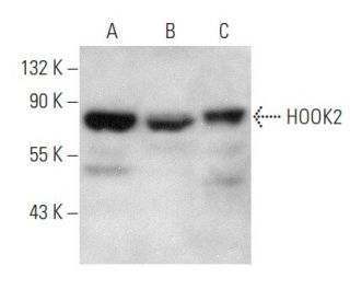 HOOK2 Antibody (D-11) - Western Blotting - Image 354396 