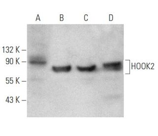 HOOK2 Antibody (E-3) - Western Blotting - Image 354395 