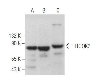 HOOK2 Antibody (E-3): sc-374169
