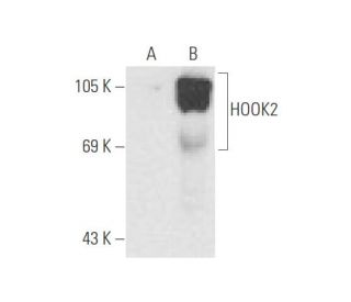 HOOK2 Antibody (E-4) - Western Blotting - Image 57665 