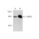 HOOK2 Antibody (E-4) - Western Blotting - Image 74385