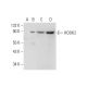 HOOK2 Antibody (E-9) - Western Blotting - Image 326495