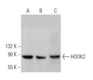 HOOK2 Antibody (G-4) - Western Blotting - Image 372112 