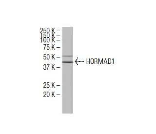 HORMAD1 Antibody (GG-Y) - Western Blotting - Image 34594