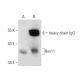 western blotting image from recommended Hox11 (1D7) monoclonal antibody replacement. Image 7163