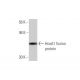 HoxA1 Antibody (1E10) - Western Blotting - Image 348515