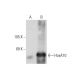 HoxA10 Antibody (E-12) - Western Blotting - Image 129796