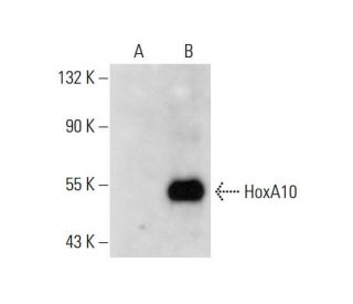 HoxA10 Antibody (F-4) - Western Blotting - Image 144956