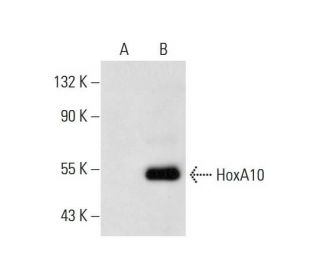HoxA10 Antibody (C-2) - Western Blotting - Image 144954 