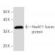 HoxA11 Antibody (739C1a) - Western Blotting - Image 16852