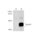 HoxA11 Antibody (B-11) - Western Blotting - Image 295859 