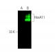 HoxA11 Antibody (B-11) - Western Blotting - Image 387063
