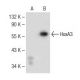 HoxA3 Antibody (F-7) - Western Blotting - Image 149482