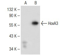 FBL7 Antibody (A-8) | SCBT - Santa Cruz Biotechnology