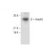 HoxA4 Antibody (A-12) - Western Blotting - Image 304536 