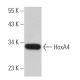 HoxA4 Antibody (A-12) - Western Blotting - Image 366307