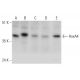 HoxA4 Antibody (H-4) - Western Blotting - Image 346458