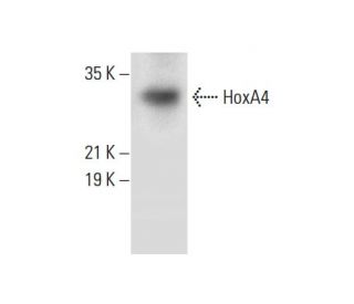 HoxA4 Antibody (A-12) - Western Blotting - Image 304536