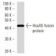 HoxA5 Antibody (129C1a) - Western Blotting - Image 16853