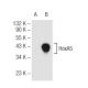 HoxA5 Antibody (129C1a) - Western Blotting - Image 68261 