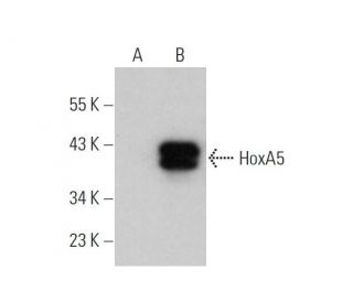 HoxA5 Antibody (C-12) - Western Blotting - Image 346541