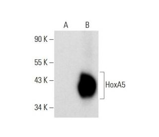 western blotting image from recommended HoxA5 (C-11) monoclonal antibody replacement. Image 144893