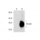 western blotting image from recommended HoxA5 (C-11) monoclonal antibody replacement. Image 144893