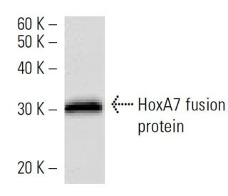 HoxA7 Antibody (743C1a) - Western Blotting - Image 16854