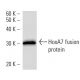 HoxA7 Antibody (743C1a) - Western Blotting - Image 16854