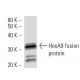 HoxA9 Antibody (HOX5I043) - Western Blotting - Image 16855