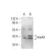 HoxA9 Antibody (HOX5I043) - Western Blotting - Image 127012 