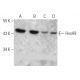 western blotting image from recommended HoxA9 (HOX5I043) monoclonal antibody replacement. Image 368226