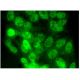 HoxB4 Antibody (C-10) - Immunofluorescence - Image 297227
