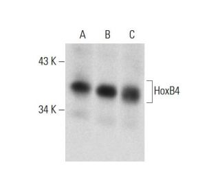HoxB4 Antibody (C-10) - Western Blotting - Image 129411 