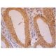 HoxB4 Antibody (D-1) - Immunohistochemistry - Image 350203