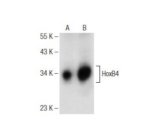 HoxB4 Antibody (D-1) - Western Blotting - Image 146393 