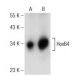 HoxB4 Antibody (D-1) - Western Blotting - Image 146393 
