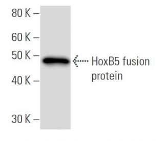 HoxB5 Antibody (133C3a) - Western Blotting - Image 16856