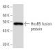 HoxB5 Antibody (133C3a) - Western Blotting - Image 16856