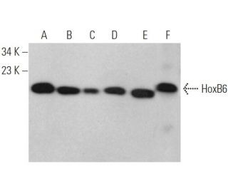 HoxB6 Antibody (B-12) - Western Blotting - Image 371695 