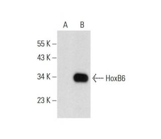 HoxB6 Antibody (D-12) - Western Blotting - Image 299199