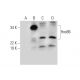 HoxB6 Antibody (F-1) - Western Blotting - Image 299451