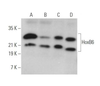 HoxB6 Antibody (F-1) - Western Blotting - Image 371632 