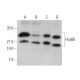HoxB6 Antibody (F-1) - Western Blotting - Image 371632 
