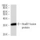 HoxB7 Antibody (747C4a) - Western Blotting - Image 16857