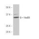 HoxB9 Antibody (45.9) - Western Blotting - Image 53867