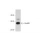 HoxB9 Antibody (H-8) - Western Blotting - Image 304997